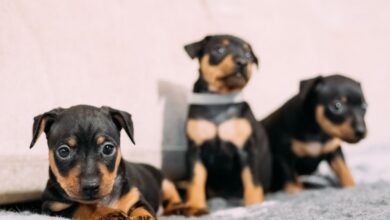 Cách huấn luyện chó con Minpin hiệu quả từ A đến Z