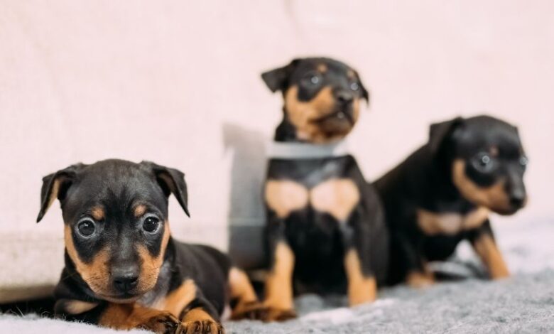 Cách huấn luyện chó con Minpin hiệu quả từ A đến Z