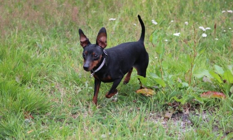 Cách chăm sóc chó Minpin từ 1-2 tháng tuổi: Bí quyết chăm sóc chó con hiệu quả