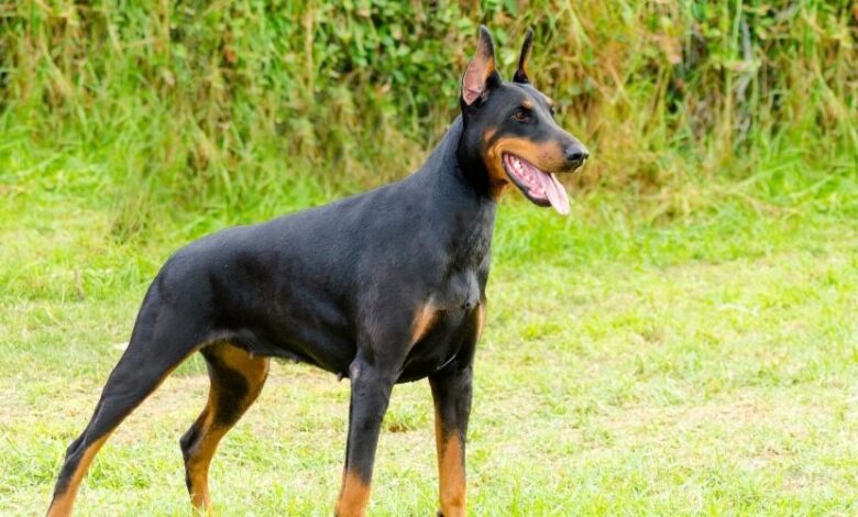 Cách nuôi chó con Minpin: Hướng dẫn chi tiết theo từng giai đoạn