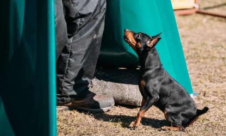 Cách nuôi chó Minpin con an toàn để tránh ngộ độc thức ăn – Tổng hợp các phương pháp nuôi chó Minpin con một cách an toàn và không bị ngộ độc thức ăn.