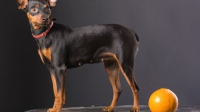 5 cách chăm sóc vệ sinh chó Minpin một cách dễ dàng và hiệu quả