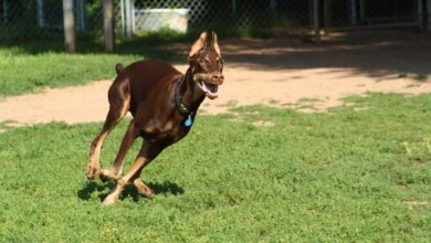 Tại sao chó Minpin kén ăn, biếng ăn, bỏ ăn và cách xử lý hiệu quả