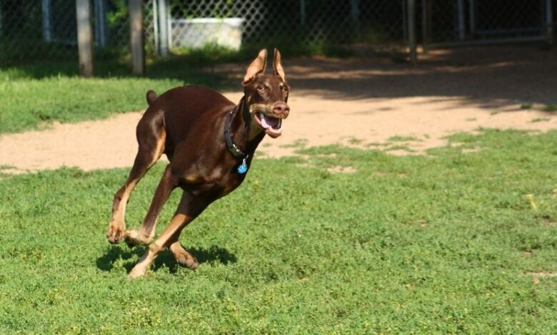 Tại sao chó Minpin kén ăn, biếng ăn, bỏ ăn và cách xử lý hiệu quả