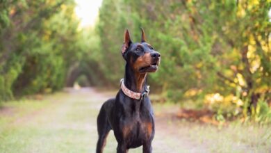 Cách nuôi chó Minpin con sơ sinh khi không có mẹ: Bí quyết chăm sóc chó nhỏ hữu ích