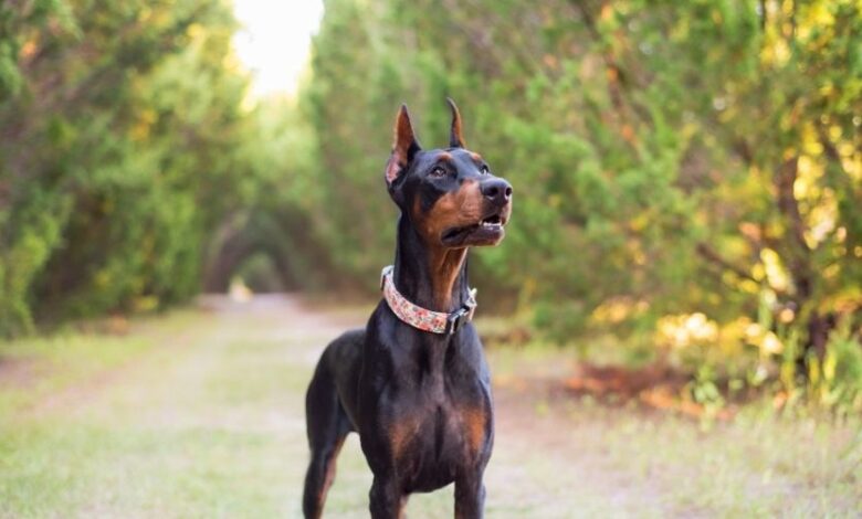 Cách nuôi chó Minpin con sơ sinh khi không có mẹ: Bí quyết chăm sóc chó nhỏ hữu ích