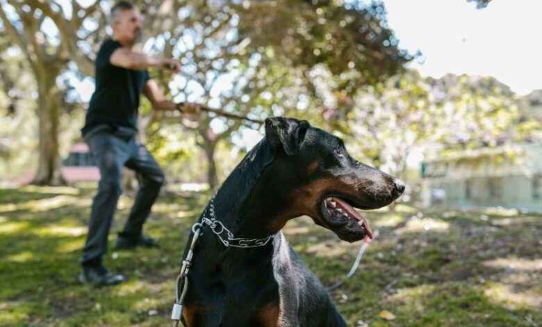 Cẩm nang cách nuôi chó Minpin cho người mới tập tành