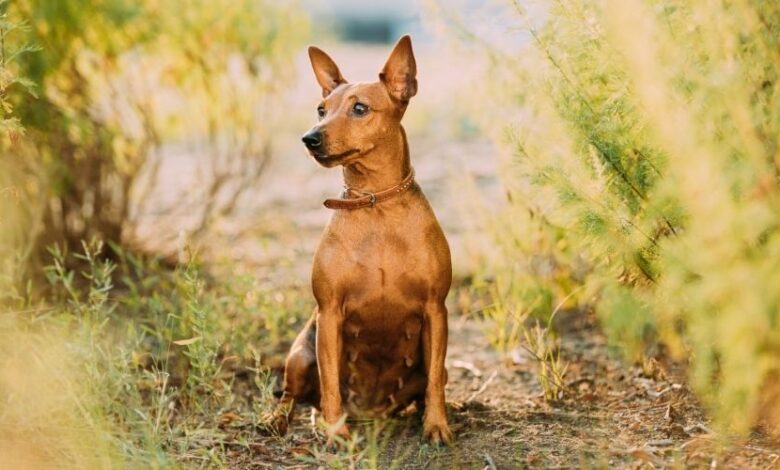 Chó Minpin: Năm đẻ mấy lứa và mọi điều bạn cần biết về việc sinh sản